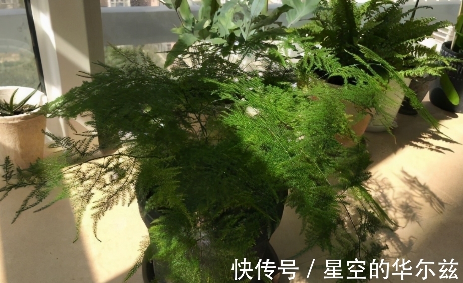 盆栽|文竹有“3爱3怕”,12月盆栽落实到位,枝叶翠绿粗壮