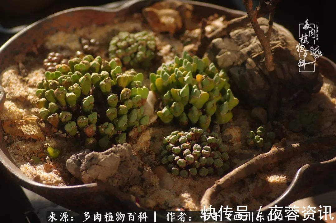 夏天|夏天日晒雨淋,秋老虎来势汹汹,你的多肉准备好逆袭了吗