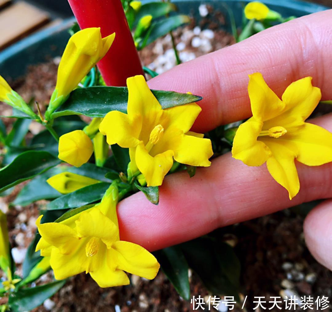 5种花比茉莉还香,越冷越爆盆,满屋子香味,现在买过年开花