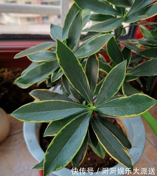 香味|喜欢养芳香花卉的人,客厅只养一盆“夺香花”,好闻又大气