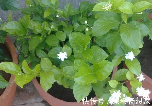 盆栽绣球花、茉莉花，植株开花少去厨房找它制肥料轻松搞定