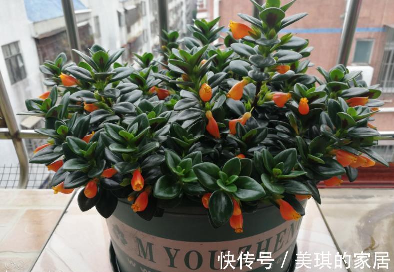 老花匠养了3盆漂亮花,每盆不到十块钱,轻松开出满枝花