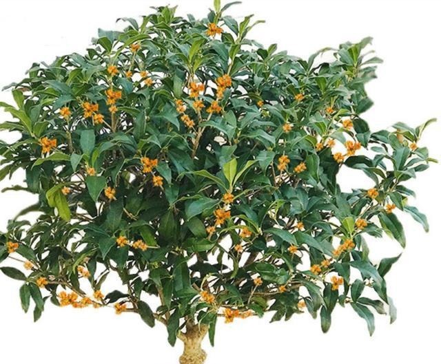 家里养花有三种足够了,观叶、赏花、闻香全都有,谁见都喜欢!