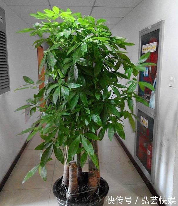 黄叶|绿萝、发财树蔫了别浇水,浇一盆死一盆,要这样救治