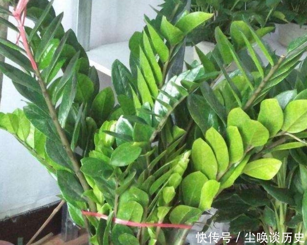 关键点|金钱树不长新芽,给它做好3个关键点,很快就能冒新芽