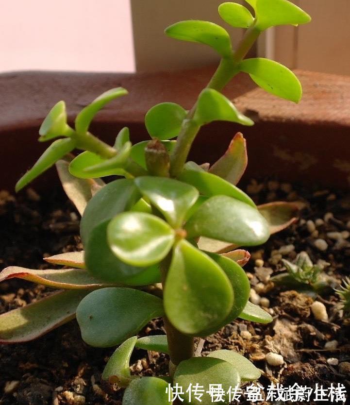 扦插金枝玉叶,用1招,长根快,成活率高达99%