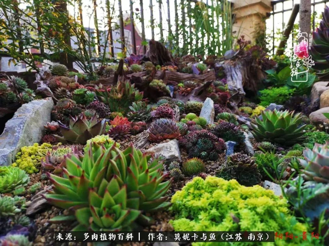 这多肉拼盘这么仙!如何制作达人手把手教你制作长生草拼盘!