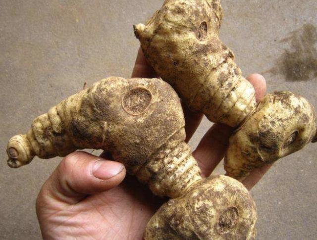 山上的1种“老虎姜”,下次看到别乱挖,如今珍贵,比生姜还值钱