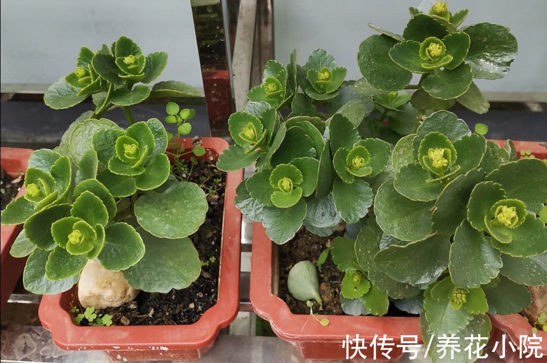 秋末养长寿花，有“3怕2喜”，做好了花苞长更多