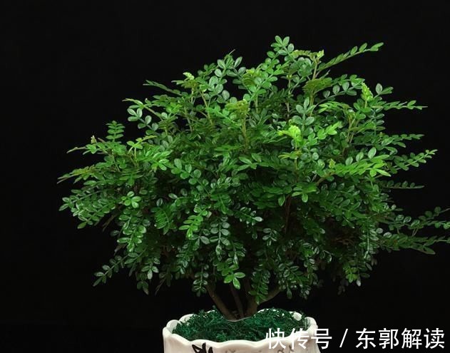 快扔掉家中发财树,真正好看还能净化空气的是这几种,高级又漂亮