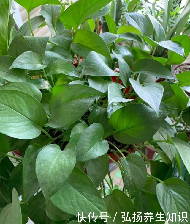 10大受欢迎绿植,你家养了几种!