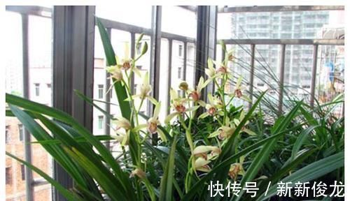 老花农养兰花，只用1种植料，易生根好栽种浇水方便