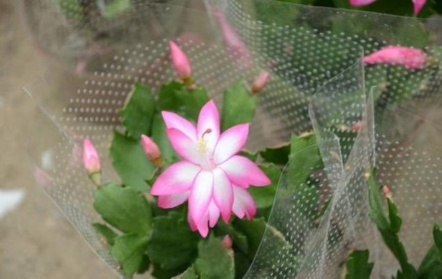 蟹爪兰喜欢这种营养液,不掉花苞不怕黄叶,花开满盆!