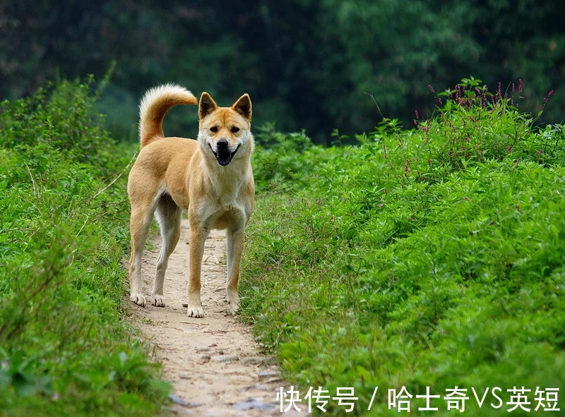 中华田园犬体质胜过宠物犬，因四点特”