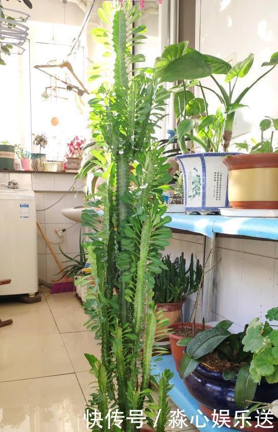 这3款植物虽其貌不扬，室内盆栽，却能让家里变成“天然氧吧”