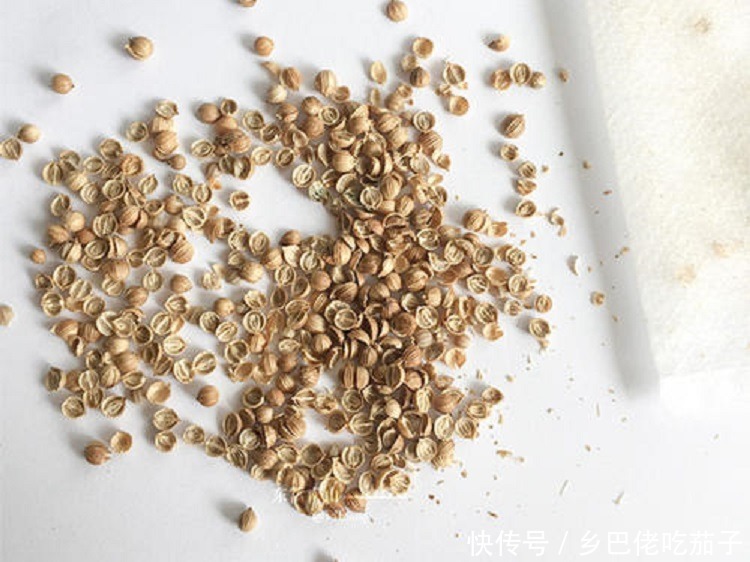 种香菜种子这么处理?用上这3招发芽快 苗旺还长得快