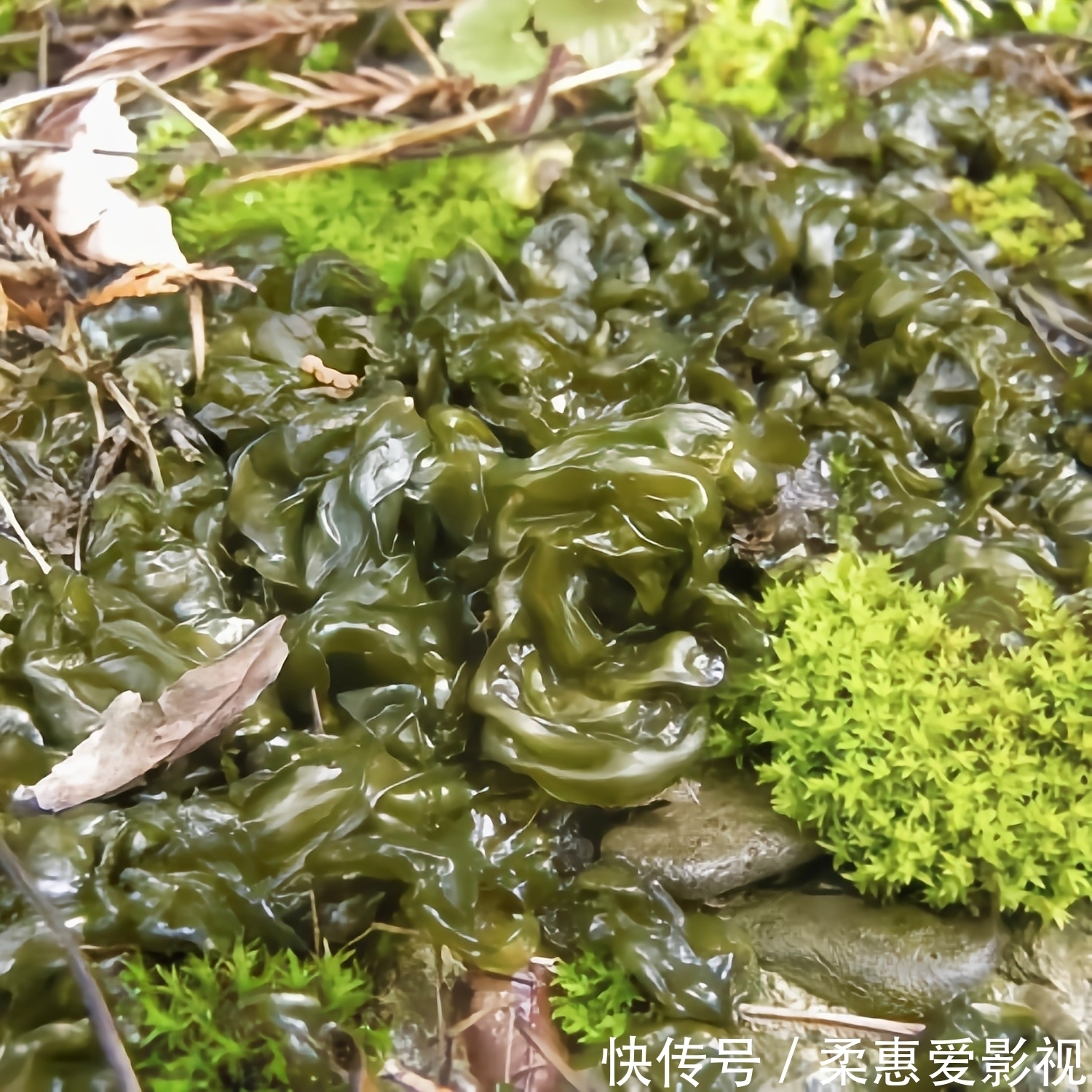 野菜|农村8种野菜,在冬季可以采挖来吃,你都吃过几种?不要错过