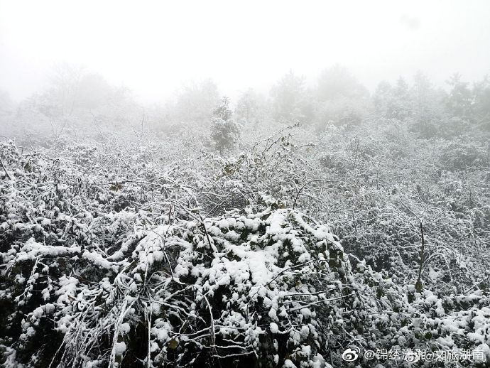 森林|湖南多地迎来2020年下半年来首场降雪 ·雪中的神秘森林