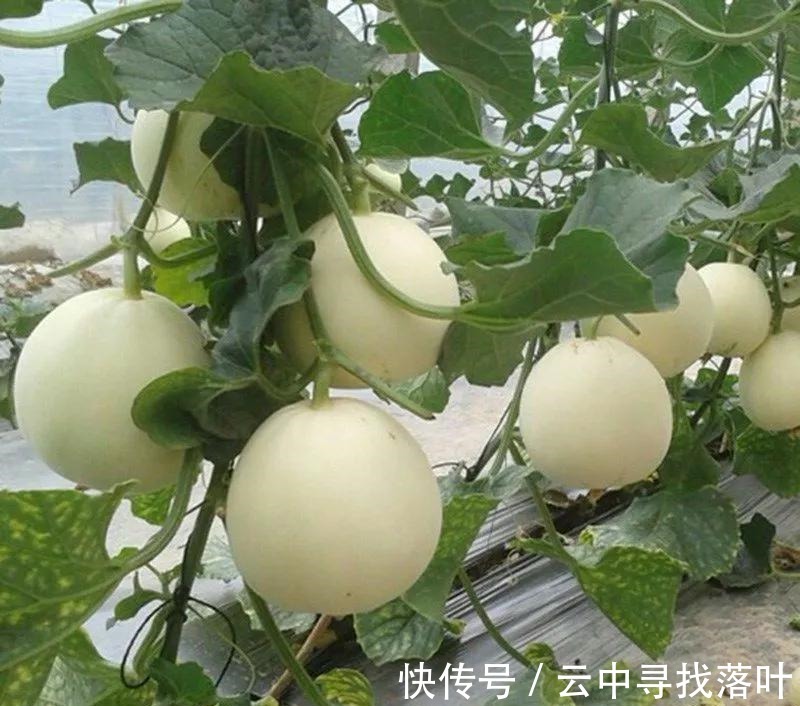 疲劳|上班容易累,记得吃7种食物,帮你“吃掉”身体疲劳,价格也不高!