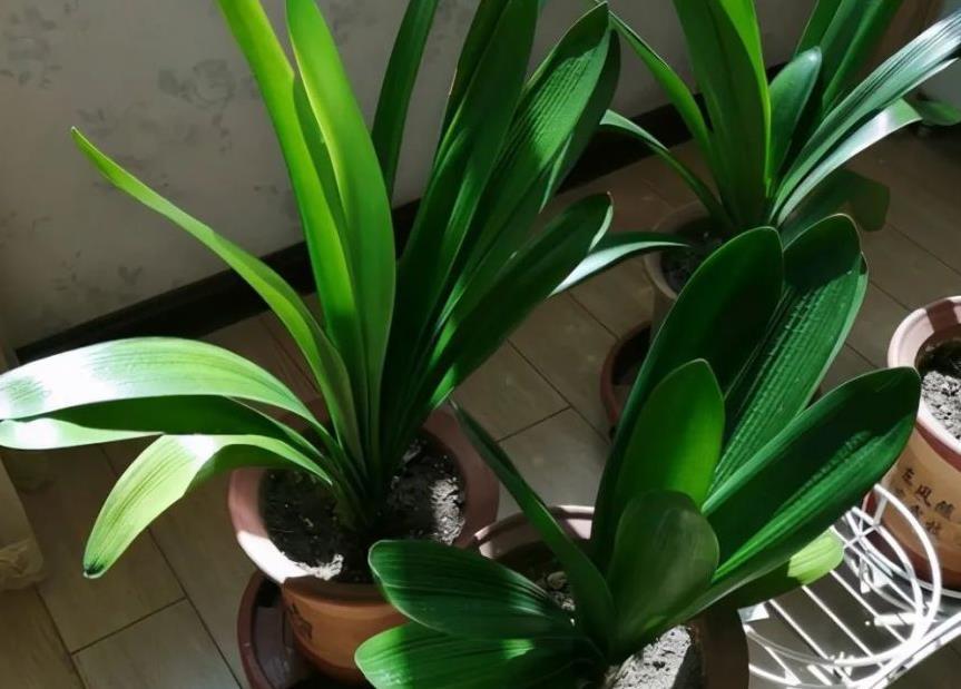 君子兰|君子兰天热要休眠，状态越来越差？坚持2不要，安全度夏