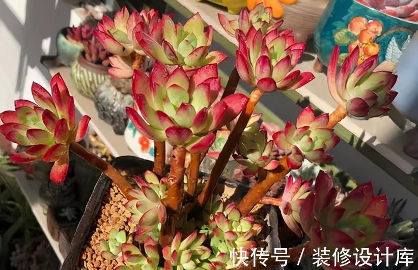 盆栽|这4种“直立桩”多肉,美到爆,盆栽清新脱俗、别有韵味