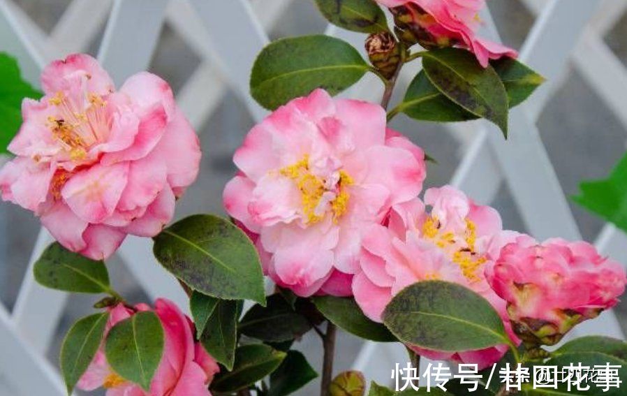 深秋养茶花，新手照着“4点”养，冬天有花赏，春节花大香浓