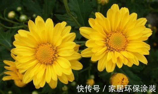 大花石竹大花石竹|8月15日-8月30日,庭院选这几款花,花叶俱美,不小心就开花爆盆