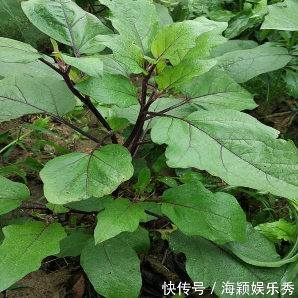 茄子做法,肉沫茄子,红烧茄子,凉拌茄子,家常菜,茄子种植技术