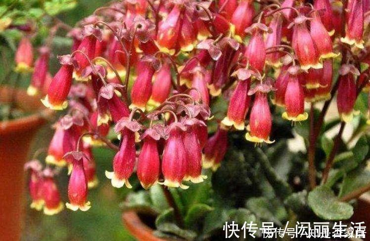 生命力|生命力顽强的4种花，生根快，沾土就活，7天就开花