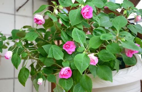 开春养殖花草植物，准备好这3样，就能顾全“花叶根”的需求