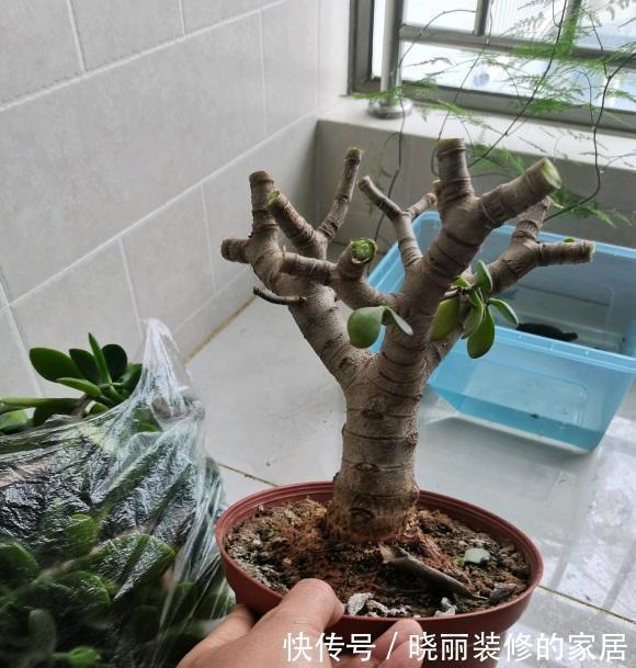 玉树养成胳膊粗,光照,肥料,花土,缺一不可,秋天赶紧追肥