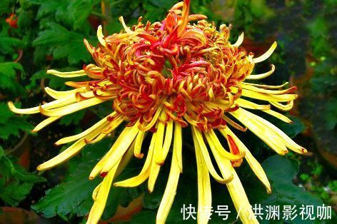 金鱼草|喜欢菊花,不如养盆“菊中稀品”胭脂浓妆,似美艳佳人,舞魅高贵