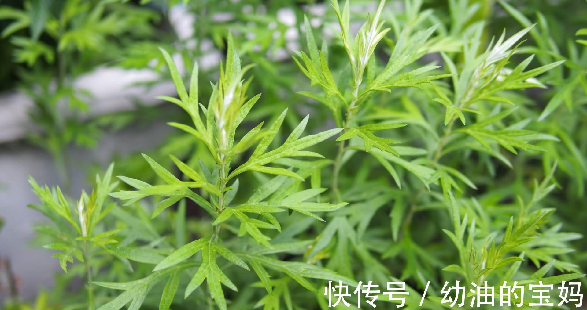 野葱|农村老家常见的15种“不知名”野菜,用对都是宝!你都吃过吗?