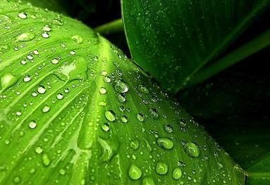 明月@吴文英的一首词,开篇妙语双关,涉笔成趣,全篇更如信手拈来