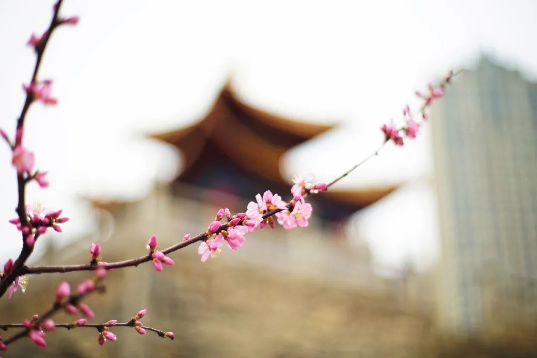 庐山#白居易在庐山写下一首诗,短短二十八字,便成为千古绝唱!