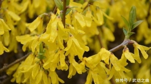 黄花条|这种在早春开放的花朵，不仅能治疗痈疮肿毒，还有通经止痛的作用