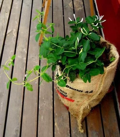 没用的麻袋别再随手丢了,拿它当盆养花,一下子收获3大优势