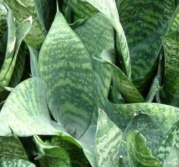 这三种绿植堪称睡眠神器,卧室养一盆,从此睡眠无忧