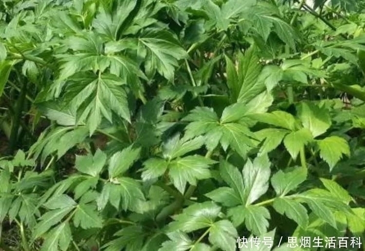 鱼腥|田间地头是草,搬上餐桌成了宝,人称神奇植物,能去鱼腥羊膻!