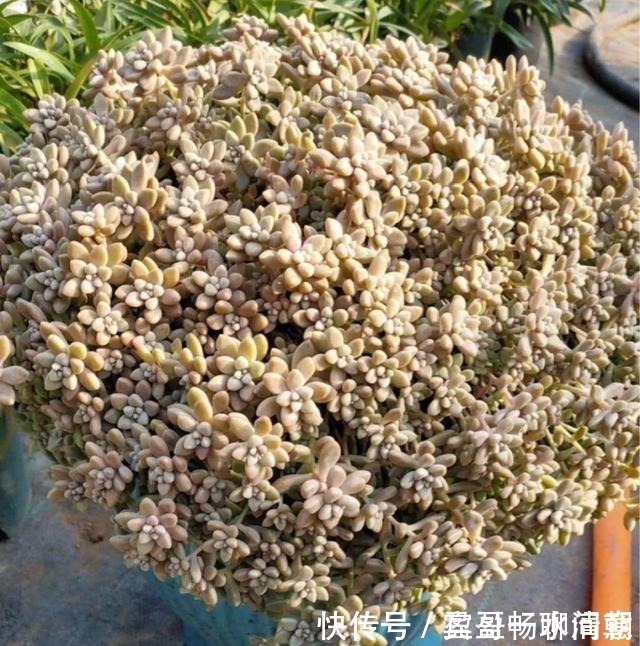 玉树|花盆越浅，开花越多，不信你试试！花盆越浅，开花越多，不信你试试！