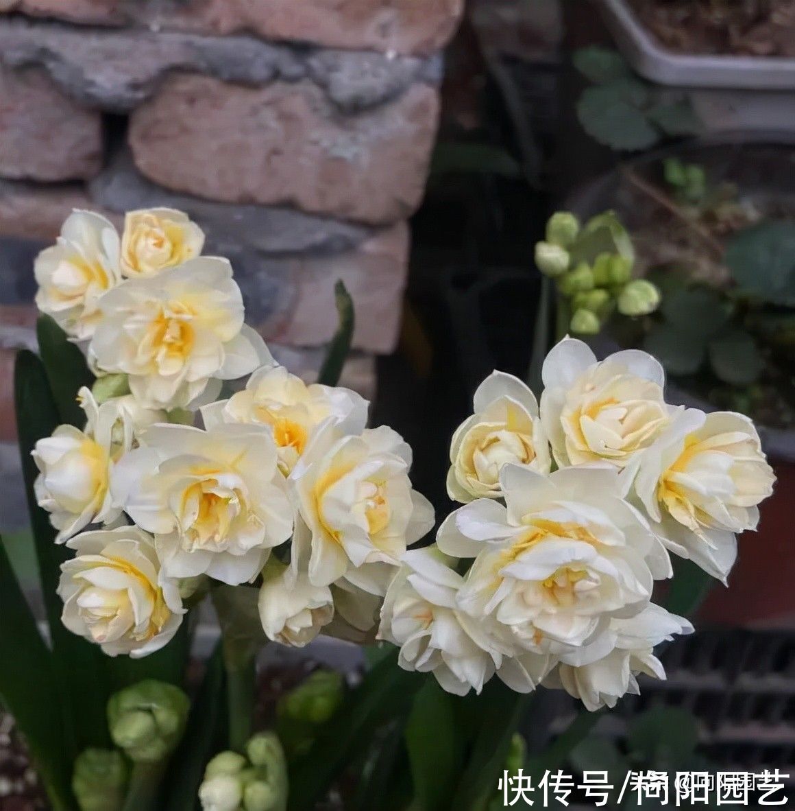 ?开春养花,8种“球茎植物”,种到盆里就开花,有手就会养