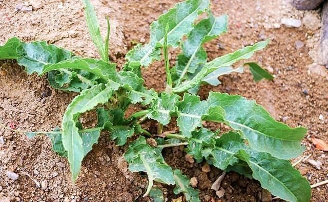 此物俗称“牛舌菜”,根价值不输人参,河边就有,遇见带走