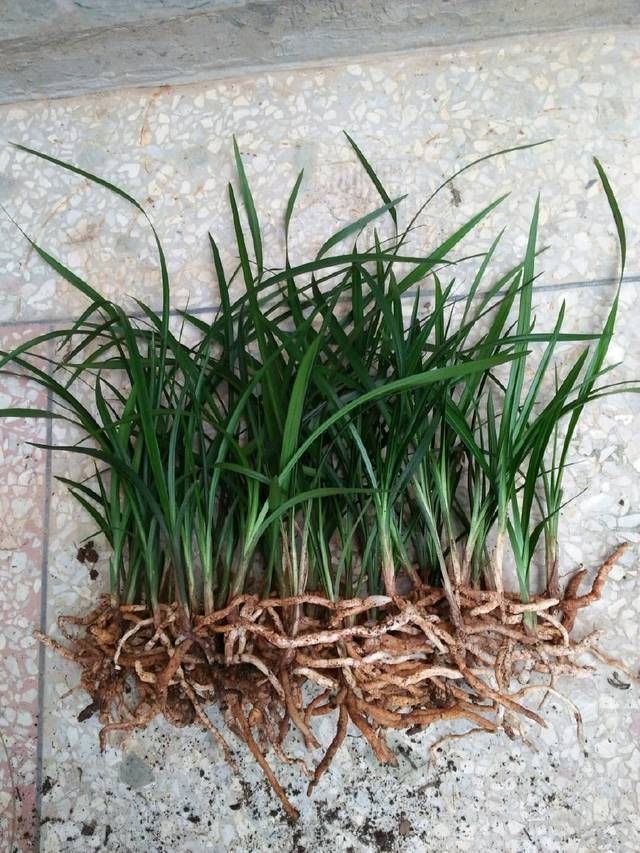 兰花|盛花期的兰花能下山吗,盛花期的兰花下山后怎么养护保存活