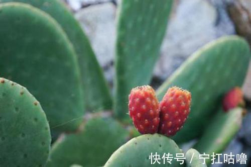 肛门肿痛|痔疮肉球疼痛怎么办?痔疮的克星帮你快速根除,从此不再复发!