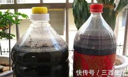 大花|开春了,给茶花喂勺黑绿水,浇几次后猛长新芽,大花一朵接一朵!