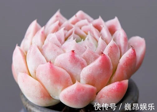 阳台上|多肉水晶月影怎么养教你3个小妙招,养出饱满剔透的水晶月影