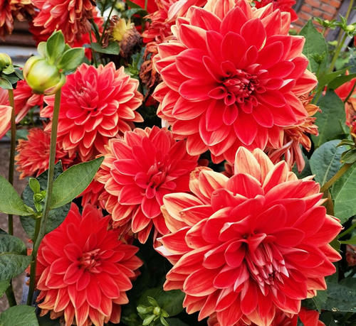 晒不死，热不死的花，此5种越晒花越开，一开半年