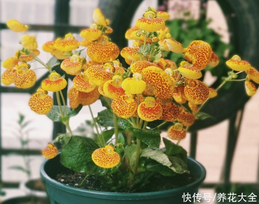 蒲包花|家里养盆“钱袋子”花,新的一年祈祷好运,招财进宝好兆头