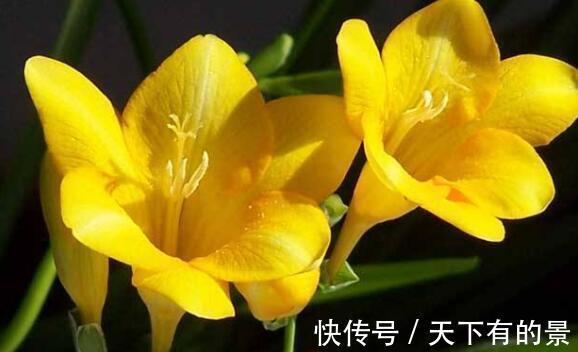 溴甲烷|农历7月5日开始，养花养个耐看的，花色繁多，花型奇特美丽