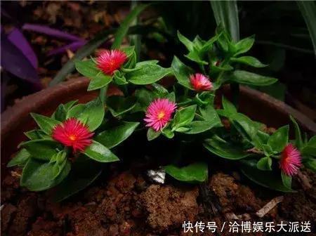 个头|家里养“3种花”,现在砍个头插盆里,一入秋就长不停!